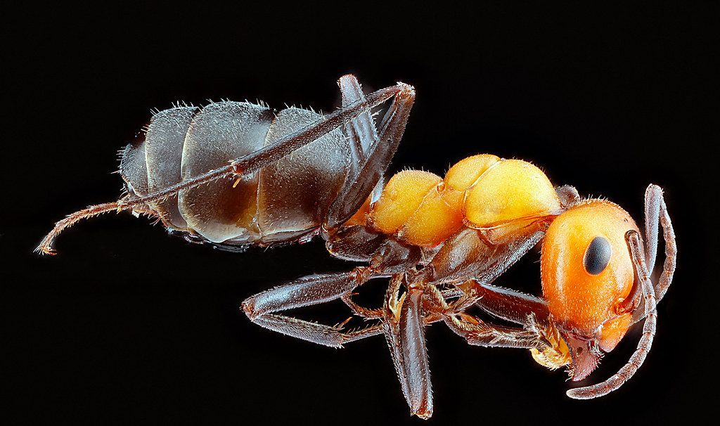 Ant Control service in Sarasota, FL