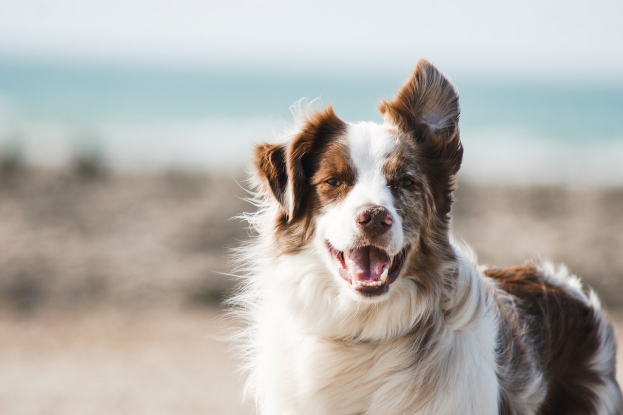 Flea & Tick Control service in Sarasota, FL