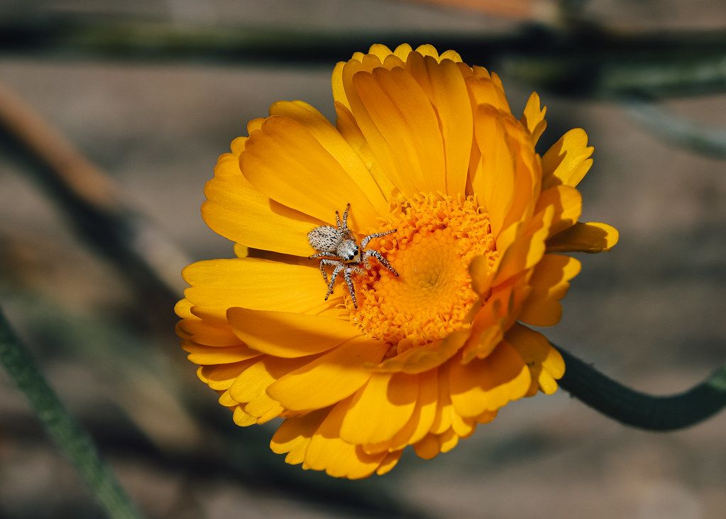 Spider Control service in Sarasota, FL
